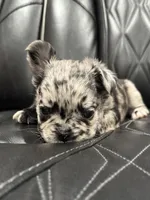 🦠 FLUFFY💲MAJESTY🦠, a female French Bulldog for sale in Camdenton, MO – Photo 8 of 9