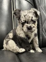 🦠 FLUFFY💲MAJESTY🦠, a female French Bulldog for sale in Camdenton, MO – Photo 3 of 9