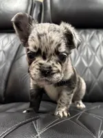 🦠 FLUFFY💲MAJESTY🦠, a female French Bulldog for sale in Camdenton, MO – Photo 5 of 9