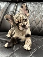 🦠REDUCED💲 FLUFFY💲MAJESTY🦠, a female French Bulldog for sale in Camdenton, MO – 4 of 10