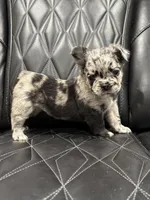 🦠 FLUFFY💲MAJESTY🦠, a female French Bulldog for sale in Camdenton, MO – Photo 9 of 9
