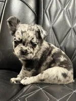 🦠 FLUFFY💲MAJESTY🦠, a female French Bulldog for sale in Camdenton, MO – Photo 4 of 9