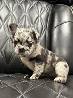 🦠 FLUFFY💲MAJESTY🦠, a female French Bulldog for sale in Camdenton, MO – Photo 6 of 9