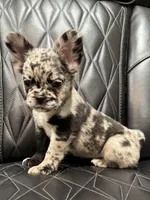 🦠REDUCED💲 FLUFFY💲MAJESTY🦠, a female French Bulldog for sale in Camdenton, MO – 8 of 10