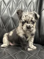 🦠 FLUFFY💲MAJESTY🦠, a female French Bulldog for sale in Camdenton, MO – Photo 7 of 9