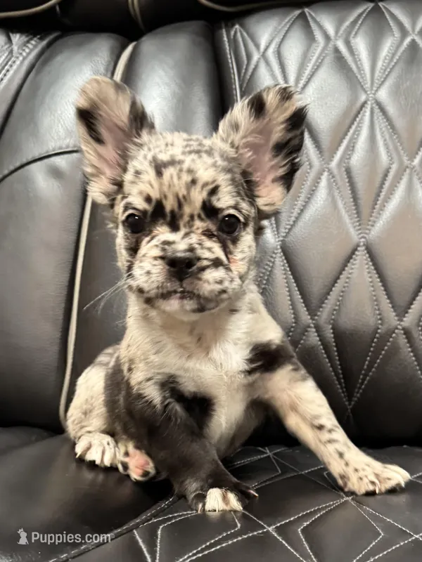 🦠REDUCED💲 FLUFFY💲MAJESTY🦠 – French Bulldog puppy for sale in Camdenton, MO