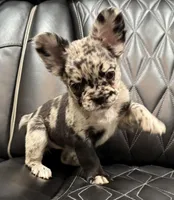 🦠REDUCED💲 FLUFFY💲MAJESTY🦠, a female French Bulldog for sale in Camdenton, MO – 6 of 10