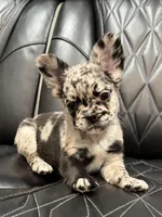 🦠REDUCED💲 FLUFFY💲MAJESTY🦠, a female French Bulldog for sale in Camdenton, MO – 2 of 10