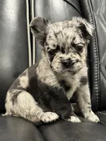 🦠 FLUFFY💲MAJESTY🦠, a female French Bulldog for sale in Camdenton, MO – Photo 1 of 9