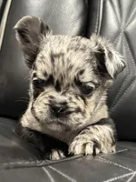 🦠 FLUFFY💲MAJESTY🦠, a female French Bulldog for sale in Camdenton, MO – Photo 2 of 9