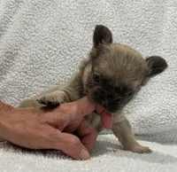FLUFFY FLUFFY MIA, a female French Bulldog for sale in Camdenton, MO – 3 of 10