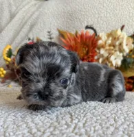 FLUFFY HUXLEY, a male French Bulldog for sale in Camdenton, MO – 3 of 8