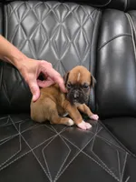 Reese, a male Boxer for sale in Camdenton, MO – 6 of 8