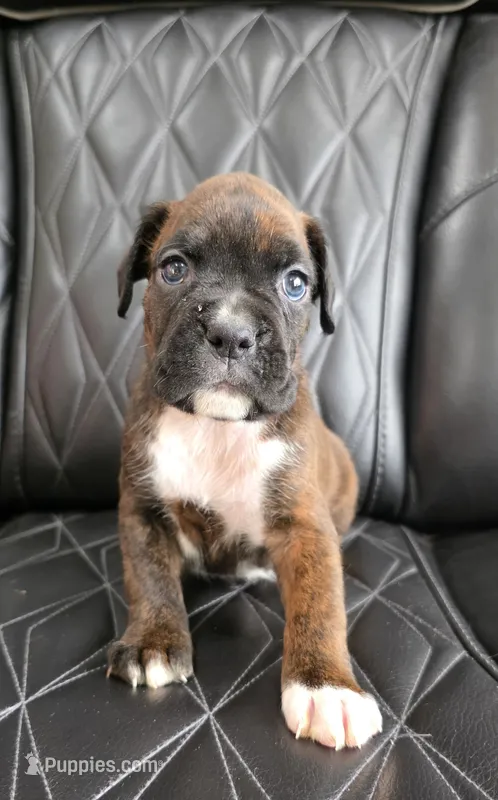 Bruno – Boxer puppy for sale in Camdenton, MO