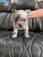Fluffy Emma, a female French Bulldog for sale in Camdenton, MO – 9 of 9