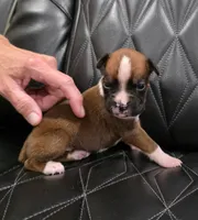 Cooper, a male Boxer for sale in Camdenton, MO – 3 of 10
