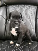 Duke, a male Boxer for sale in Camdenton, MO – 7 of 10