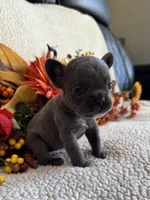 BRYNLEE, a female French Bulldog for sale in Camdenton, MO – 5 of 8