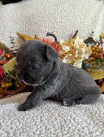 FLUFFY DOLLY, a female French Bulldog for sale in Camdenton, MO – 6 of 7