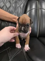 Remi, a male Boxer for sale in Camdenton, MO – 7 of 9