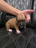 Sassy, a female Boxer for sale in Camdenton, MO – 2 of 8