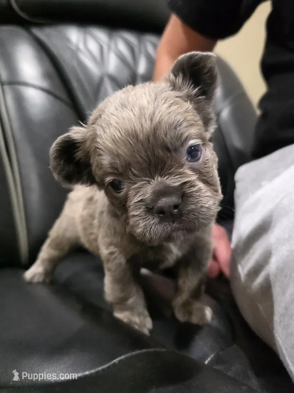 ✳️FLUFFY 💲ROXY✳️