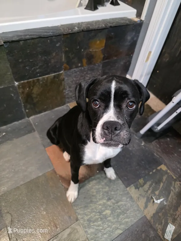 Harper AKC – Boxer puppy for sale in Camdenton, MO