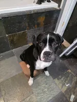 Harper AKC, a female Boxer for sale in Camdenton, MO – 1 of 6