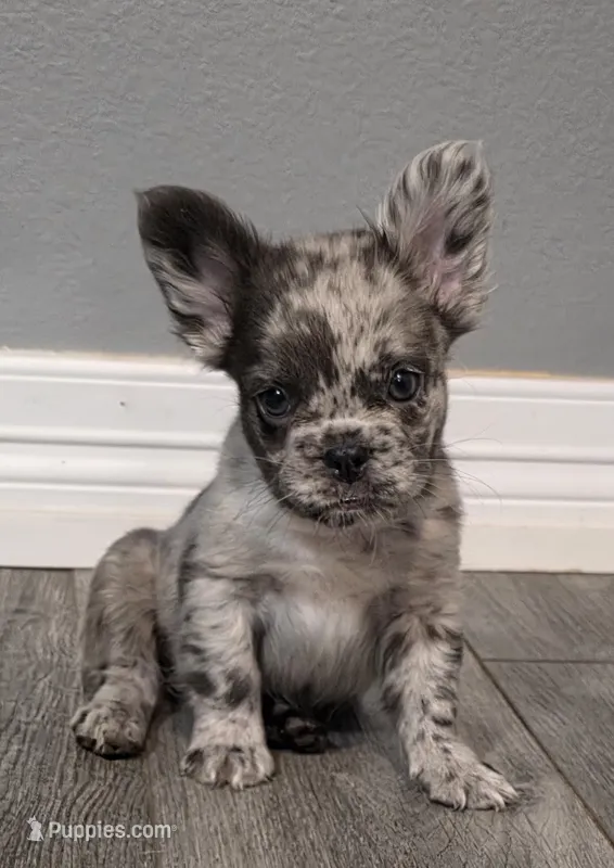 Fluffy Emma – French Bulldog puppy for sale in Camdenton, MO