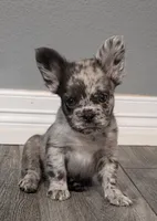 Fluffy Emma, a female French Bulldog for sale in Camdenton, MO – 1 of 10