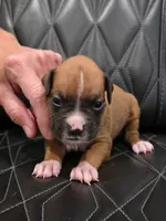 Bella, a female Boxer for sale in Camdenton, MO – 5 of 8