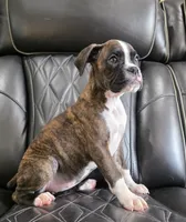 Marlee- full akc, a female Boxer for sale in Camdenton, MO – 7 of 10