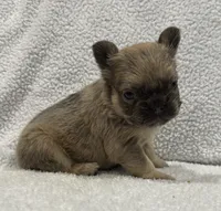 FLUFFY FLUFFY MIA, a female French Bulldog for sale in Camdenton, MO – 6 of 10