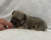 FLUFFY BIG ROPE MAUI, a female French Bulldog for sale in Camdenton, MO – 5 of 9