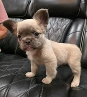 Stella, a female French Bulldog for sale in Camdenton, MO – Photo 3 of 10