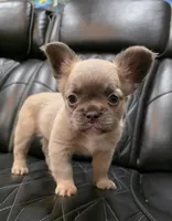 Stella, a female French Bulldog for sale in Camdenton, MO – Photo 7 of 10