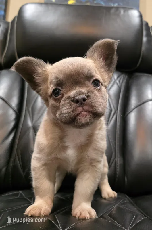 Stella – French Bulldog puppy for sale in Camdenton, MO