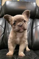 Stella, a female French Bulldog for sale in Camdenton, MO – Photo 1 of 10