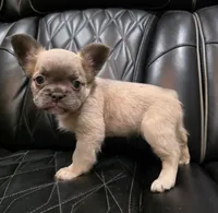 Stella, a female French Bulldog for sale in Camdenton, MO – Photo 9 of 10