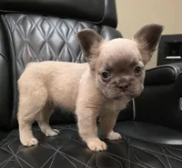 Stella, a female French Bulldog for sale in Camdenton, MO – Photo 2 of 10