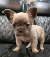 Stella, a female French Bulldog for sale in Camdenton, MO – Photo 8 of 10