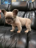 Stella, a female French Bulldog for sale in Camdenton, MO – Photo 10 of 10