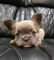 Stella, a female French Bulldog for sale in Camdenton, MO – Photo 5 of 10