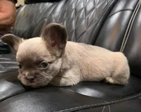 Stella, a female French Bulldog for sale in Camdenton, MO – Photo 4 of 10