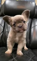 Stella, a female French Bulldog for sale in Camdenton, MO – Photo 6 of 10