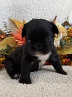 FLUFFY MIDNIGHT, a female French Bulldog for sale in Camdenton, MO – 2 of 7
