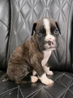 Stella, a female Boxer for sale in Camdenton, MO – 5 of 10