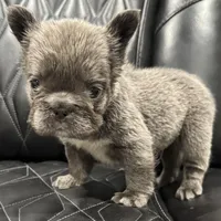 ✳️BIG ROPE FLUFFY TOP GUN✳️, a male French Bulldog for sale in Camdenton, MO – Photo 7 of 10