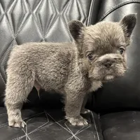 ✳️BIG ROPE FLUFFY TOP GUN✳️, a male French Bulldog for sale in Camdenton, MO – Photo 3 of 10