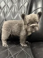 ✳️BIG ROPE FLUFFY TOP GUN✳️, a male French Bulldog for sale in Camdenton, MO – Photo 3 of 10